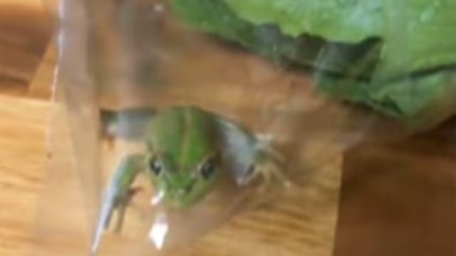 买生菜附送青蛙？澳洲夫妇打开包装看傻眼