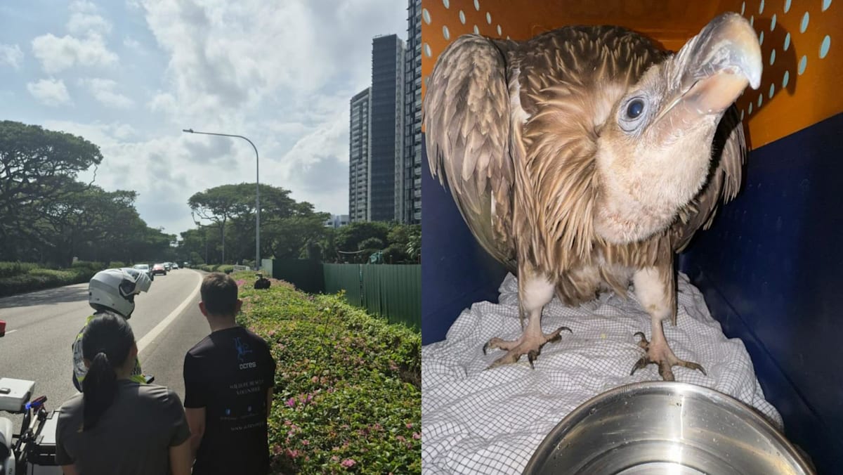 Rare sighting of Himalayan vulture in Singapore, viral video shows it was struggling to fly near ECP