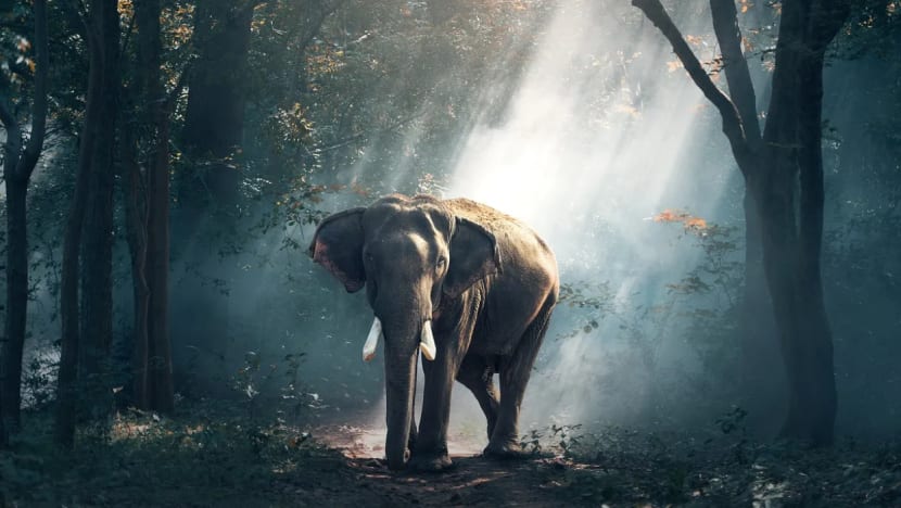 இந்தியாவில் யானைகள் ஏற்படுத்தும் மரணங்களைக் குறைக்கும் புதிய செயலி இந்தியாவில் யானைகள் ஏற்படுத்தும் மரணங்களைக் குறைக்கும் புதிய செயலி