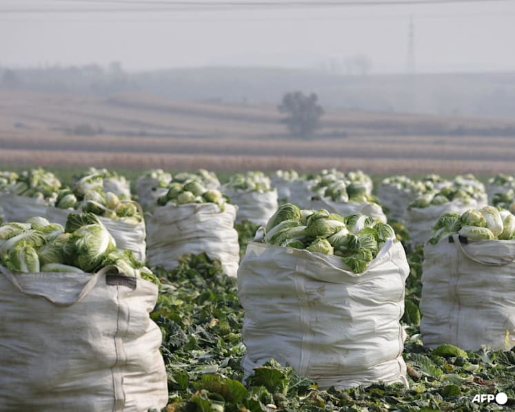 Singapore steps up cabbage testing following reports of formaldehyde use in China