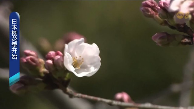 日本樱花季开始 岐阜县和高知县樱花率先绽放