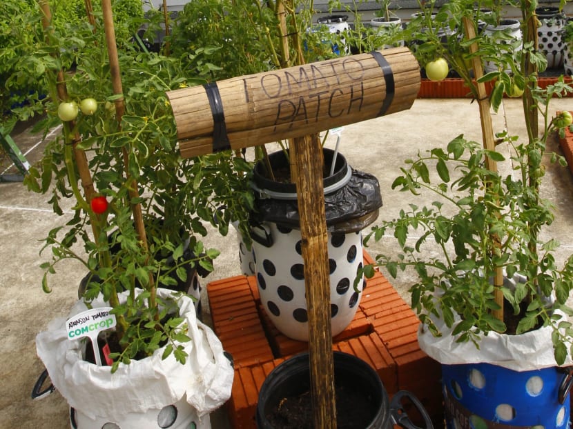 S’pore’s 1st rooftop farm aims to supply produce to F&B outlets