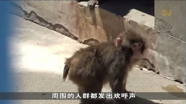 日本人气小猕猴不再抱玩偶 成功融入猴群生活仍吸引大批访客