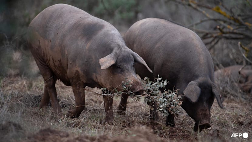 Spain alerts WHO of swine flu virus believed to have been transmitted between people