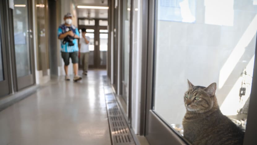 New and improved animal quarantine centre near Chua Chu Kang to better monitor imported pets’ health