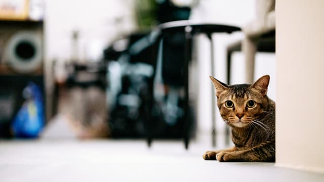 猫只管理框架9月1日生效 政府组屋可饲养最多两只猫