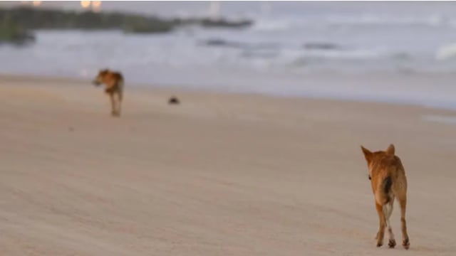 澳洲热门海滩惊现命案 19岁加拿大女游客遗体被野狗包围