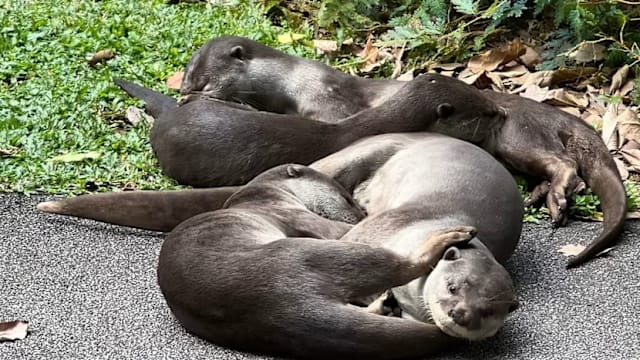 本地到底有多少水獭？“水獭侦探”曾两个月花400小时寻踪迹
