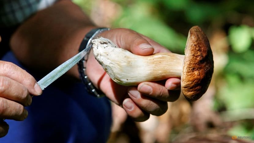 Fungi vital to life face growing risk of extinction, study shows Fungi vital to life face growing risk of extinction, study shows