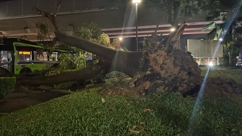 CNA Explains: What is a Sumatra squall and how did it bring a sudden storm to Singapore? CNA Explains: What is a Sumatra squall and how did it bring a sudden storm to Singapore?