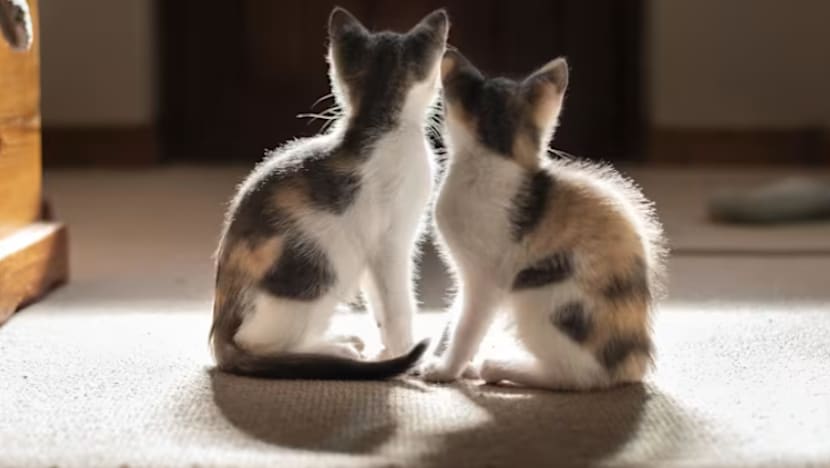   Sekitar 40 penjaga sementara kucing diluluskan di bawah skim percubaan baharu SG