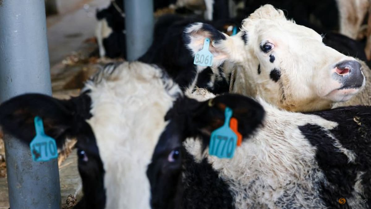 Indonesia imports 1,300 cows from Australia in ambitious dairy plan