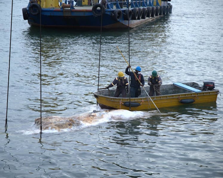 Baleen whale carcass found in Singapore waters; museum studying specimen