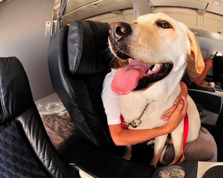 Commentary: Blanket bans on emotional support animals may not be the right move