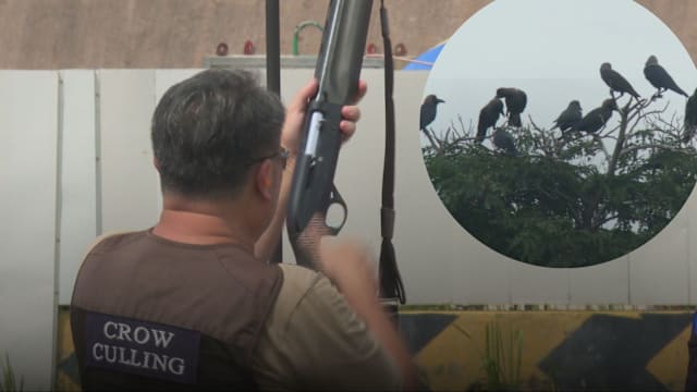 前线追踪 | 乌鸦数量7千变16万 射杀乌鸦能控制数量吗？