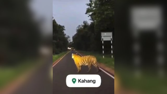 网传老虎现身柔佛小镇马路中央 网民：疑AI加工