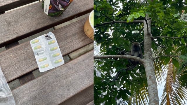 植物园顽猴从包包偷药 吃掉访客两颗抗郁抑药