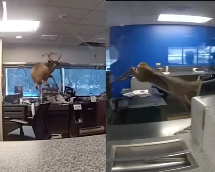 Deer smashes into Long Island bank, wreaks havoc in distress before being released