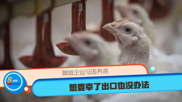 狮城企业马国养鸡 想要宰了出口也没办法