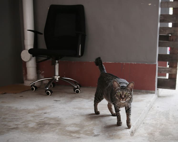 AVS proposes to allow HDB households to own up to 2 cats per flat, reversing 34-year ban