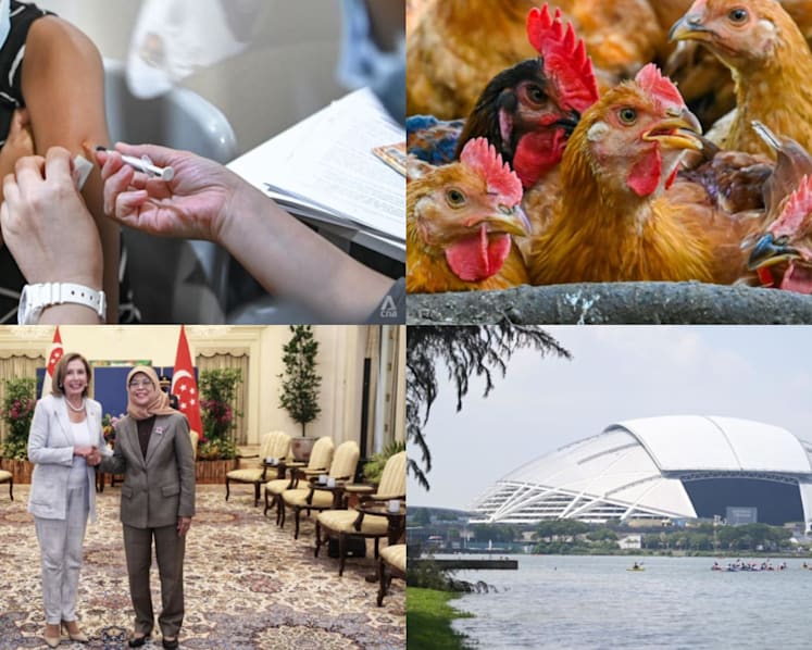 Daily round-up, Aug 1: 60% of Singapore residents have had COVID-19; vaccination boosters for children; Malaysia's chicken supply stabilises