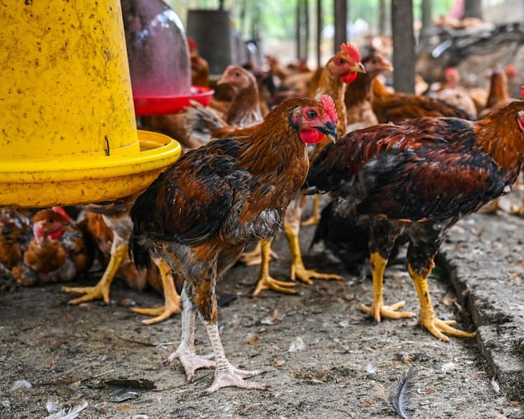 Malaysia’s chicken supply shortage expected to be resolved in a month, says official
