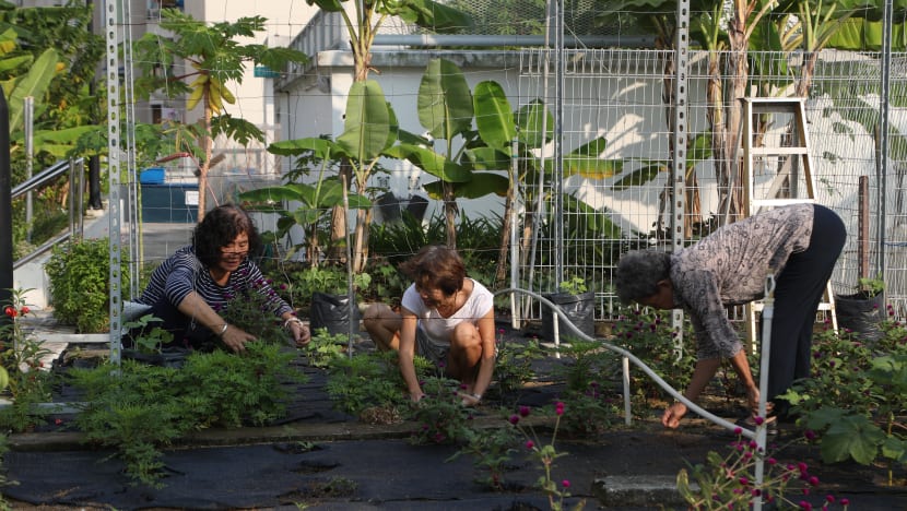 Plants and good vibes take root in community gardens