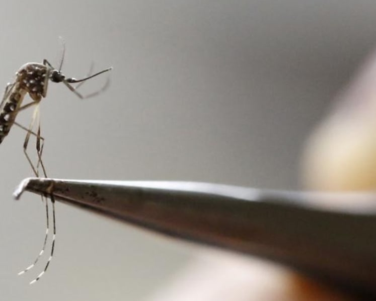 Commentary: The lower immunity behind the current dengue outbreak