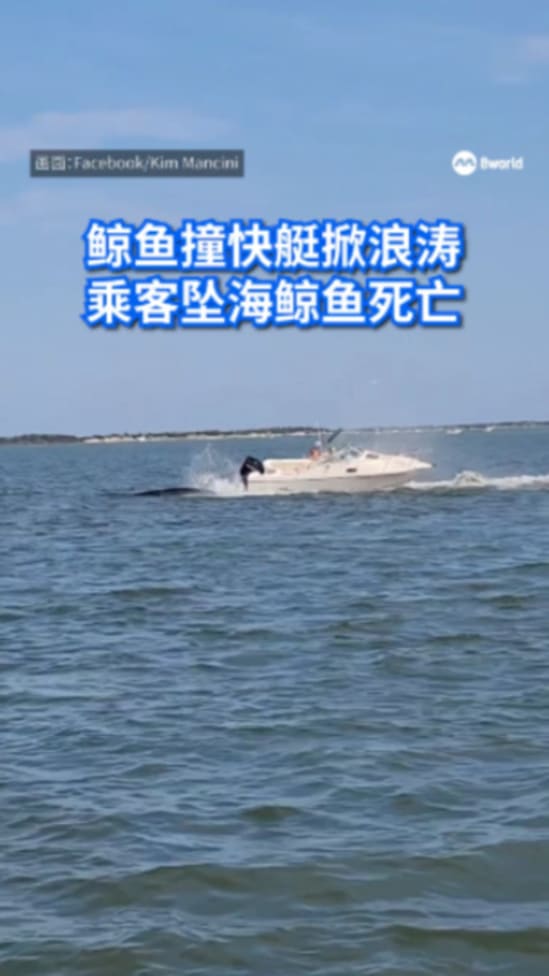 250805BWhale_cut01