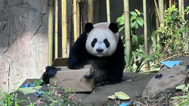 理解问答：上千公众送别大熊猫叻叻