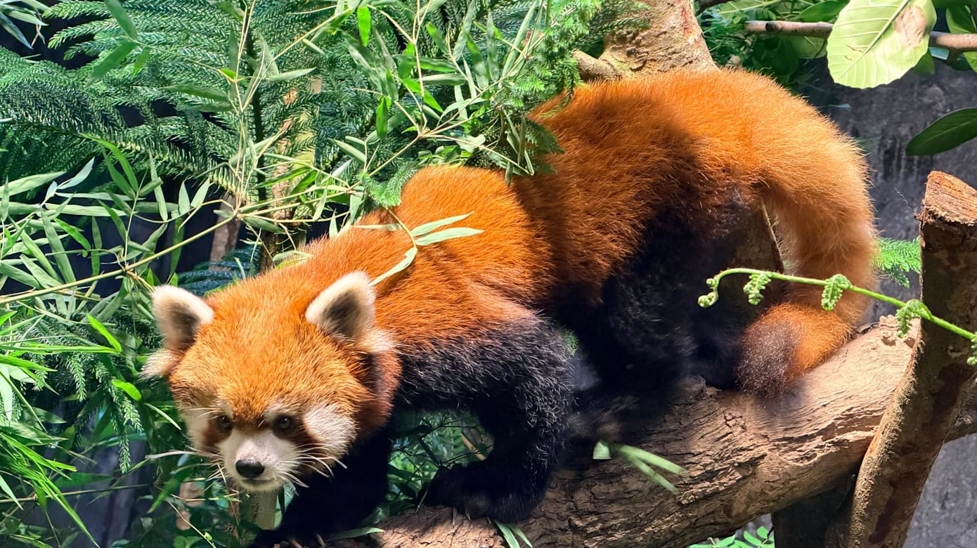 （图：Mandai Wildlife Group）