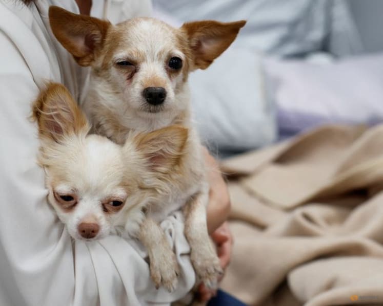 Dogs allowed: Animal hospital opens doors to Japan quake survivors and their pets