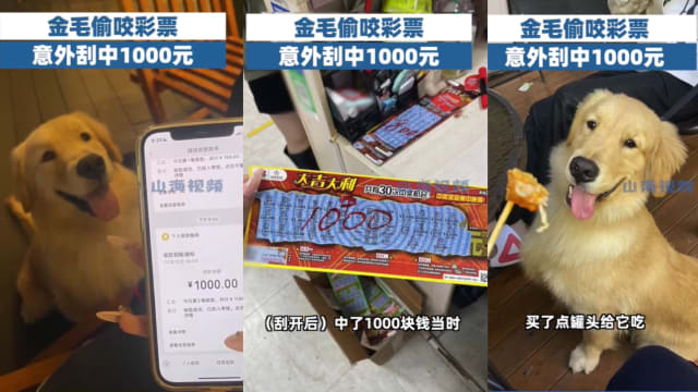 狗狗偷咬彩票意外刮中1000人民币 网民：真旺财！