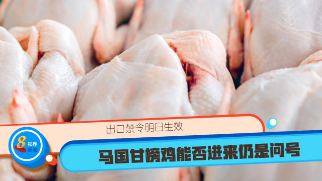 出口禁令明日生效 马国甘榜鸡能否进来仍是问号