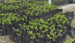 Bakau langka dari Timor-Leste akan ditanam untuk perkaya biodiversiti SG