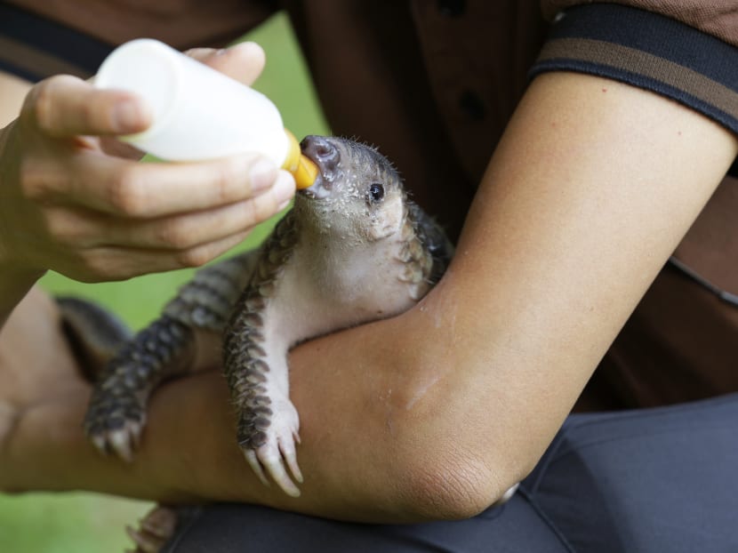 Pangolin found weak and hungry now thriving: WRS Pangolin found weak and hungry now thriving: WRS