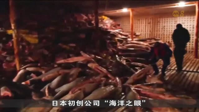 日本公司透过人工智能科技 重塑传统捕鱼方式