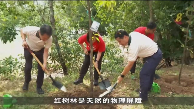乌敏岛将修复8000棵红树林 应对气候变化和保护海岸线