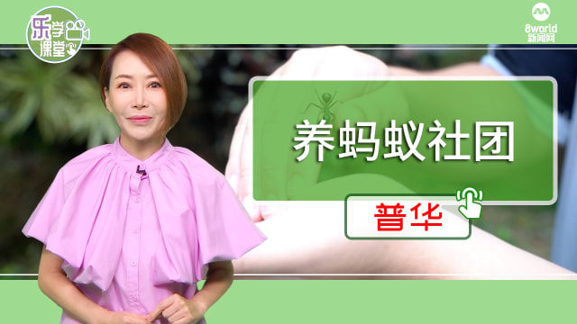 【普华】中学生创办养蚂蚁社团