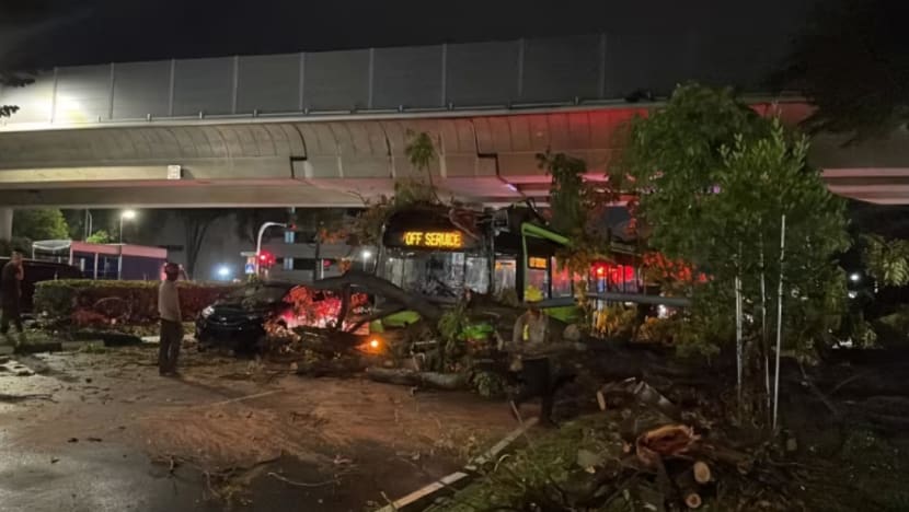 jelasBERITA: Isu pokok tumbang dan apakah yang boleh dilakukan bagi cegah risiko lebih besar? 