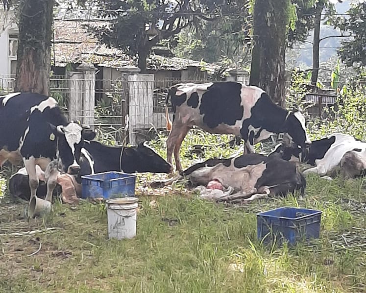 Indonesia’s dairy exporters say products are safe for consumption amid foot and mouth disease outbreak