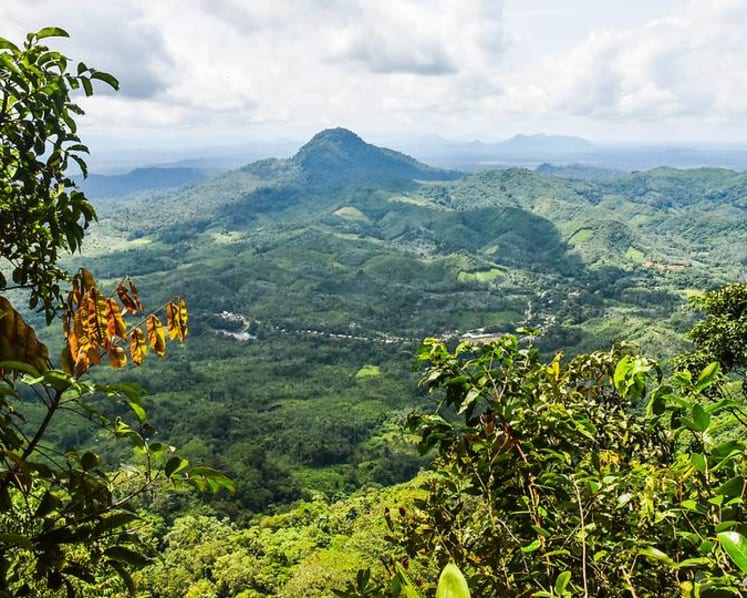 Forests are needed to absorb carbon, but the overheating planet might soon flip a critical switch