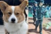 China’s First Corgi Police Dog In Trouble Again — This Time For Stealing Sausage From Kid During Patrol
