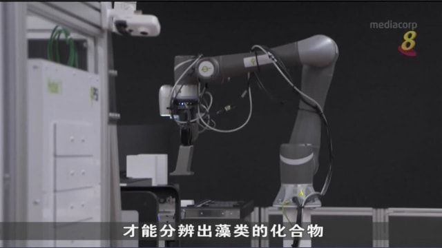 澳洲发现“超级藻类” 既吸收碳排放还能对抗气候变化