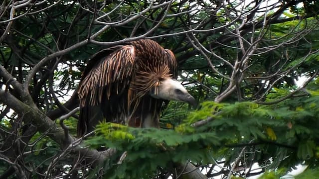 被列“近危物种”高山兀鹫 金文泰邻里罕见现踪引围观