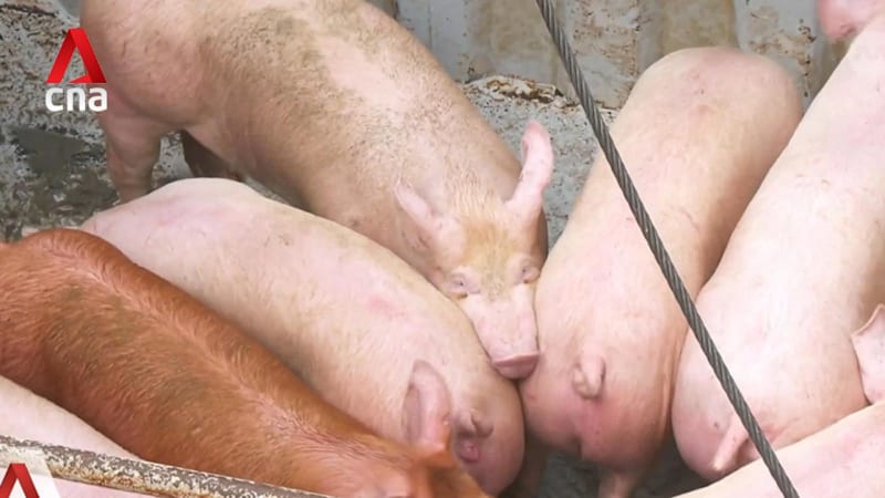 FairPrice, market stallholders prepare for rising Chinese New Year pork demand 