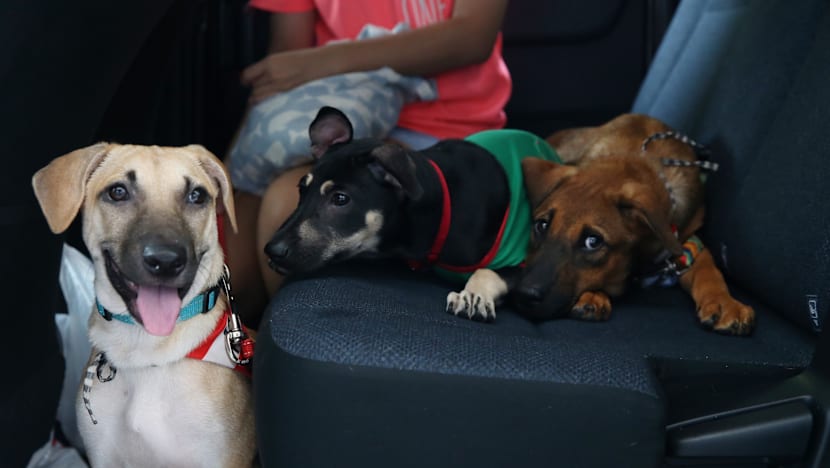 SOSD hopes UberPUPPIES will dispel misconceptions about street dogs