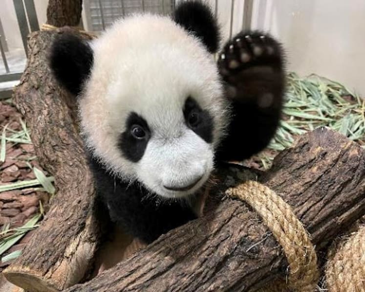 900 newborns across 160 species born at Singapore’s 4 wildlife parks last year