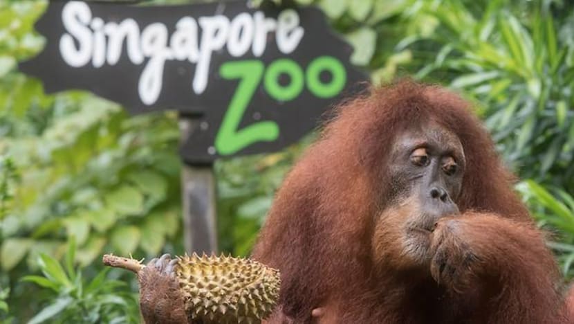 3 firms found to have rigged bids for jobs with Wildlife Reserves Singapore: Competition watchdog