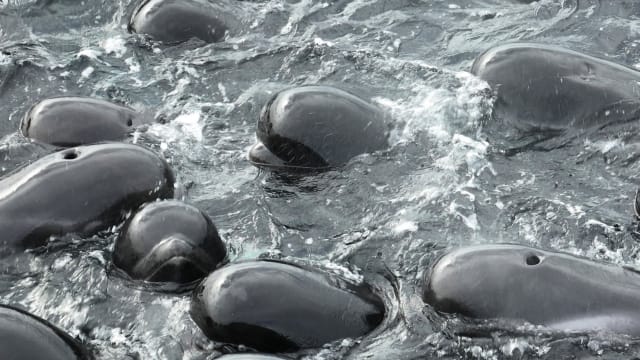 近百头长鳍领航鲸在西澳海滩搁浅 逾半数死亡